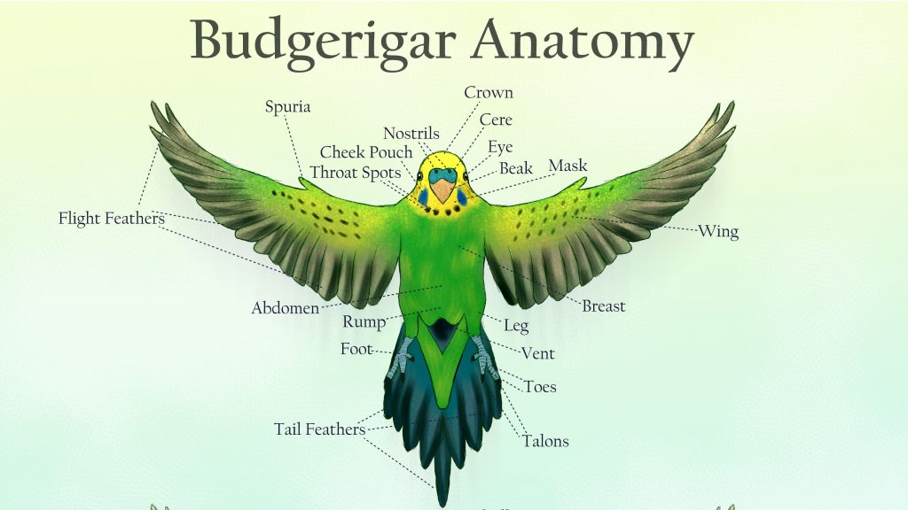 Budgerigar Anatomy Poster